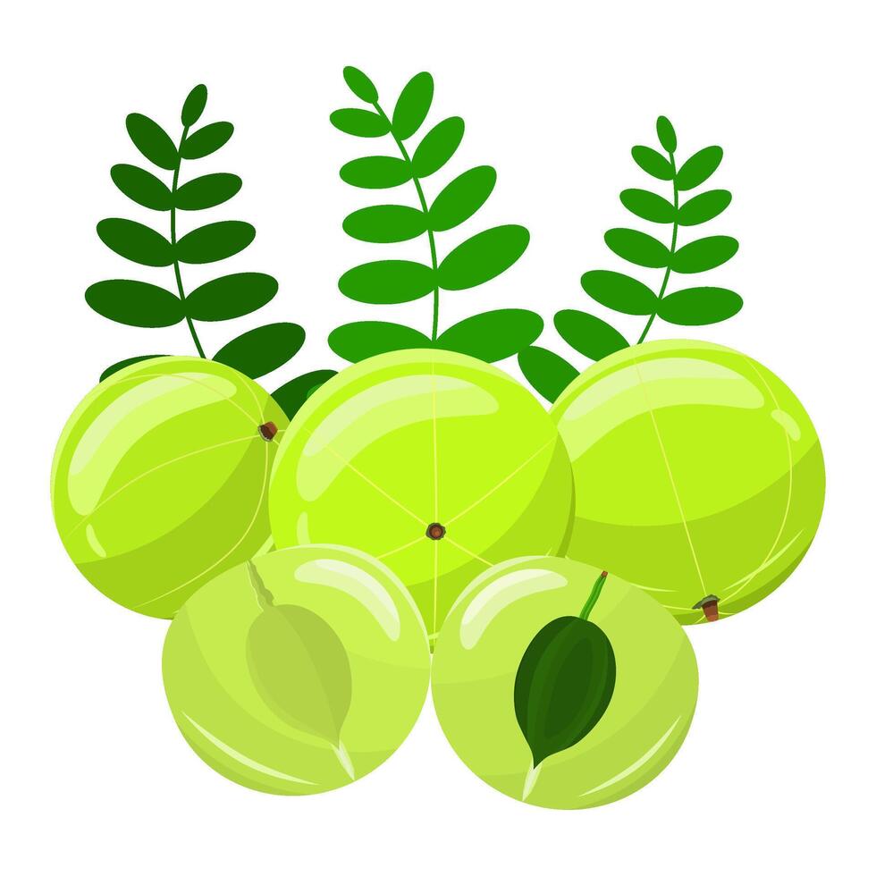 Fresh Whole Emblica Fruits in Design vector