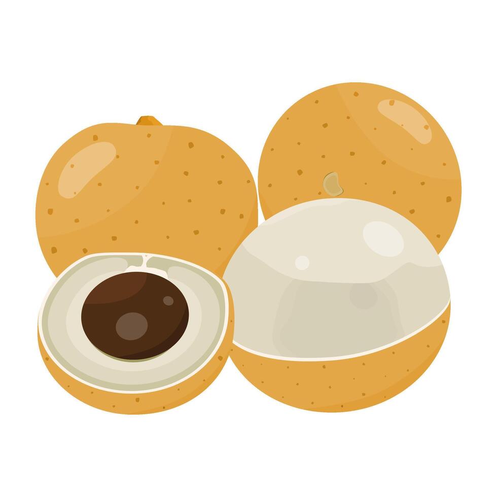 Longan Fruit Is A Fruit That Has A Sweet, Slightly Sour, Chewy And Watery Taste. This Fruit Grows A Lot In The Southeast Asia Region vector