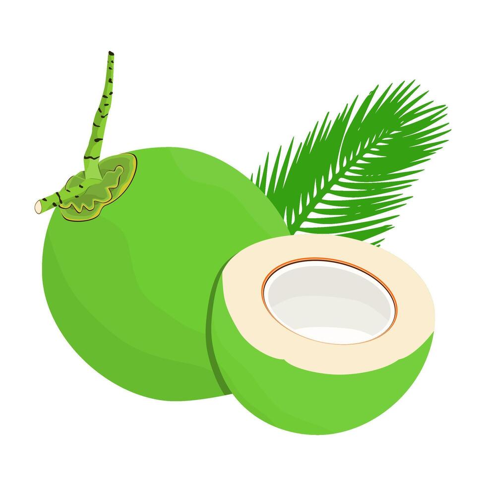 Coconut Fruit Is A Fruit That Has A Sweet, Thick, Juicy And Fresh Taste. This Fruit Grows A Lot In Tropical Climates vector
