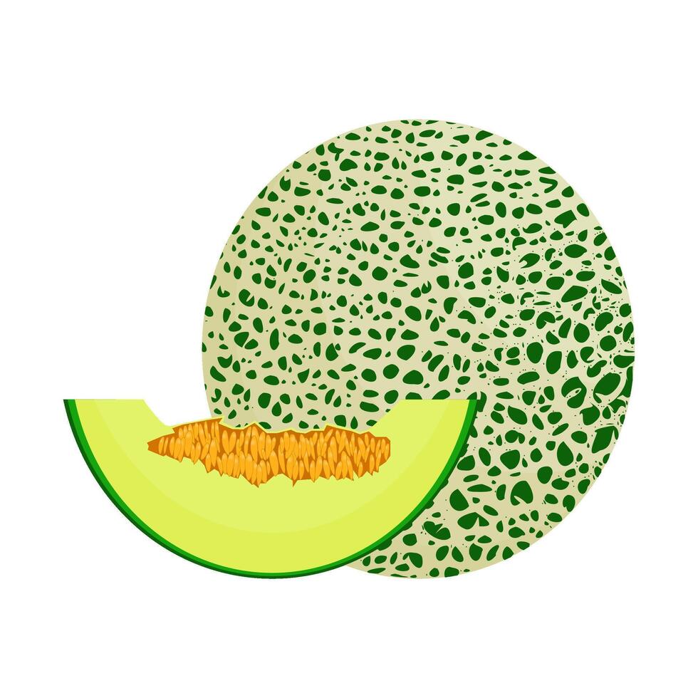 Fresh and Juicy Melon Illustration vector