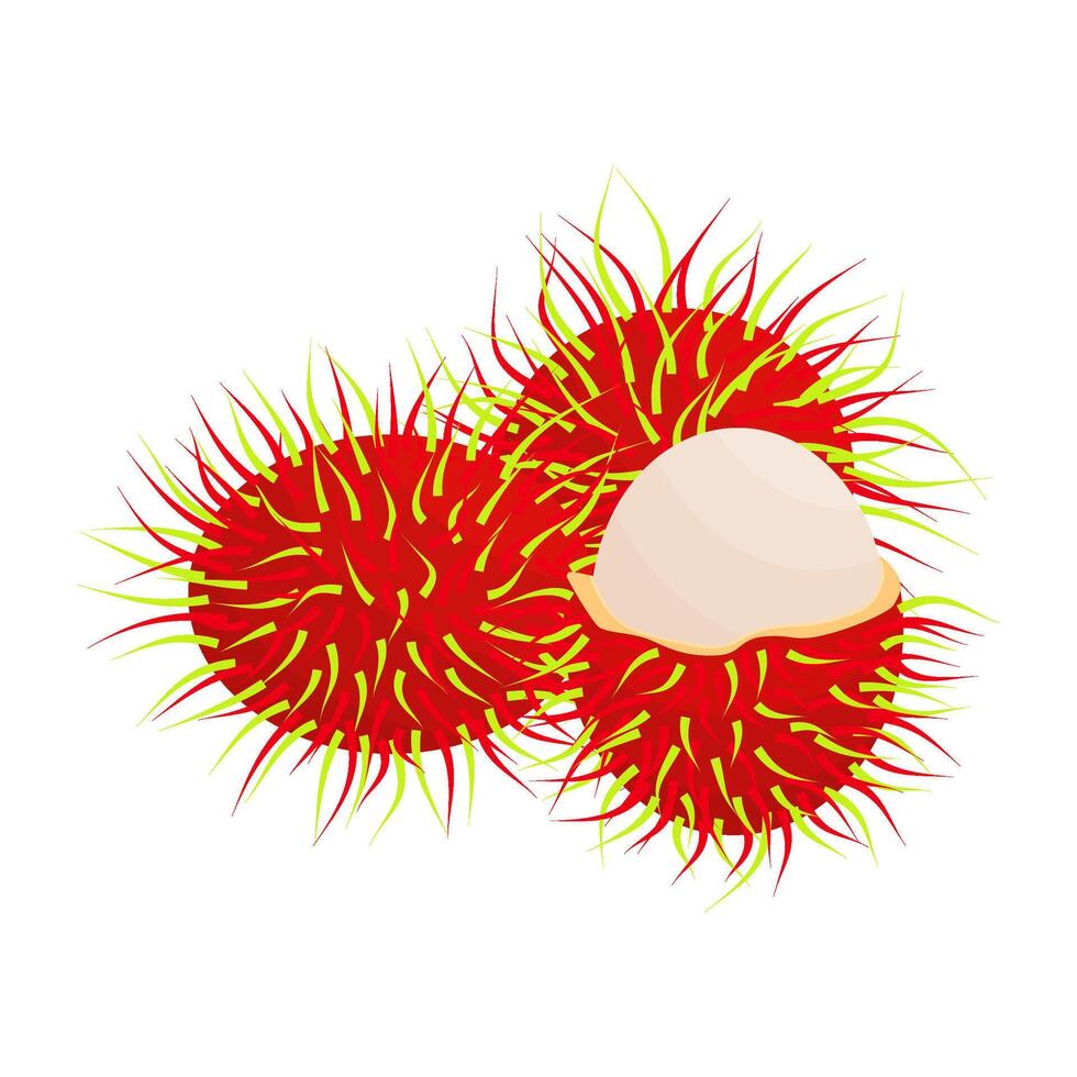 Rambutan Fruit Is A Fruit That Has A Sweet And Slightly Sour Taste. This Fruit Grows Mostly In Tropical Regions Or Southeast Asia vector