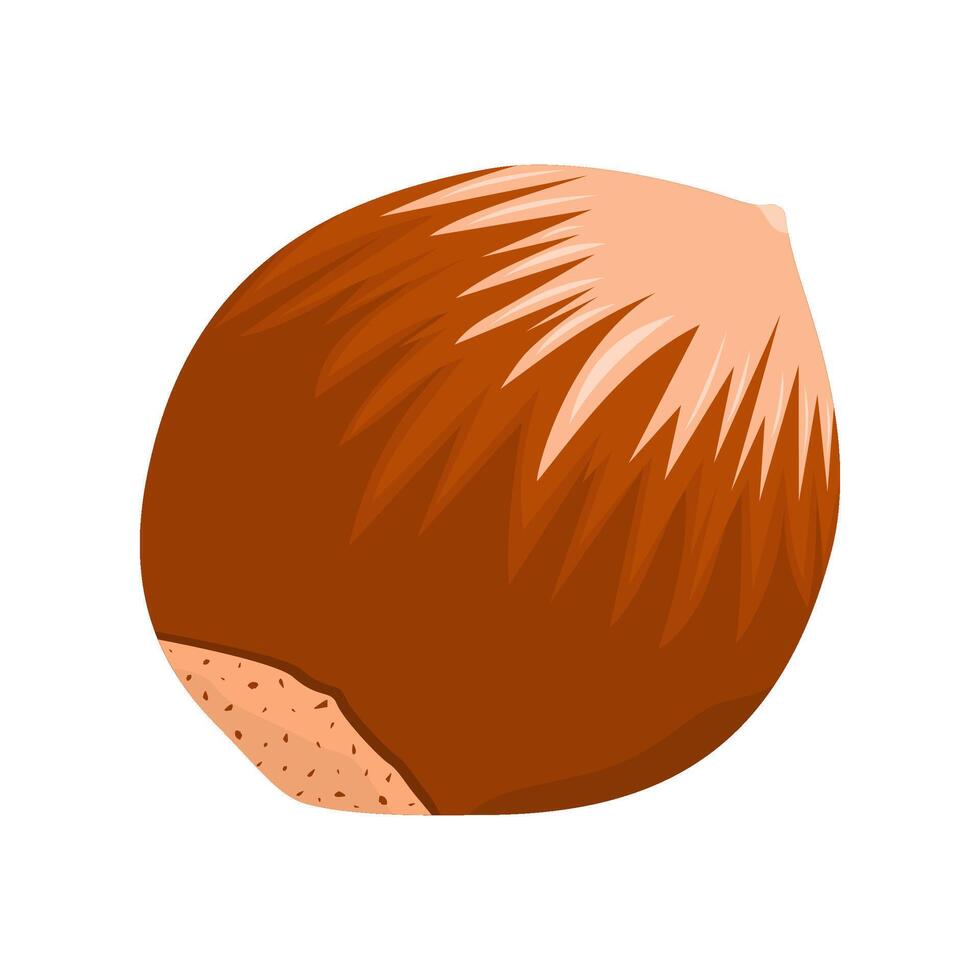 Candlenut Fruit Is A Fruit That Has A Distinctive Bitter Taste And Is Usually Processed Into Food. This Fruit Grows A Lot In Tropical Climates vector