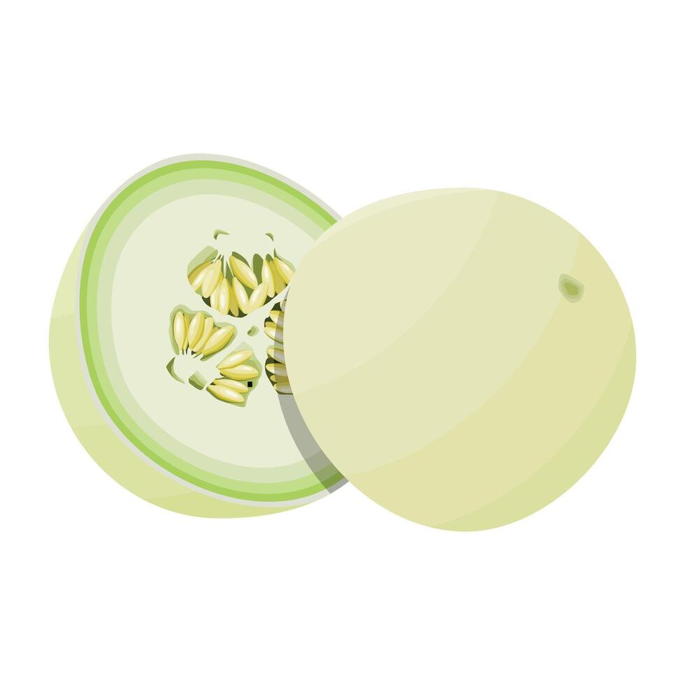 Fresh Honeydew Melon Illustration vector
