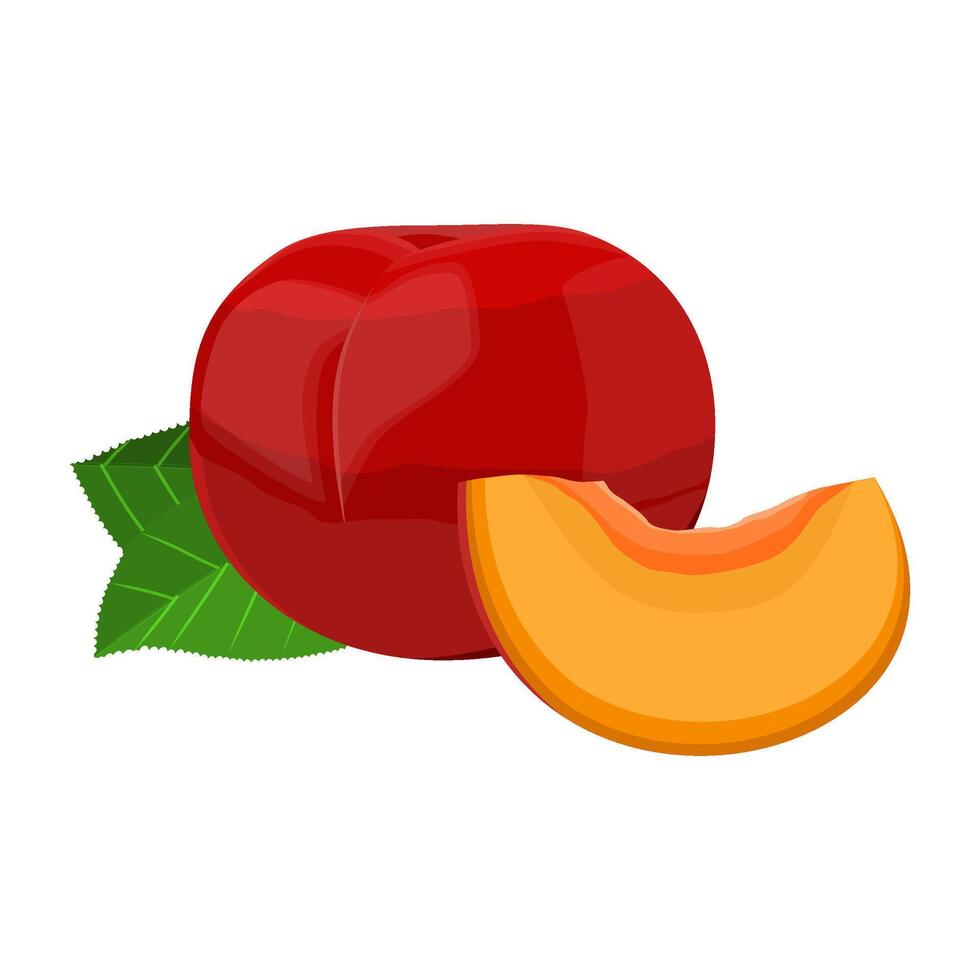 Ripe Indian Plum Fruit Illustration vector