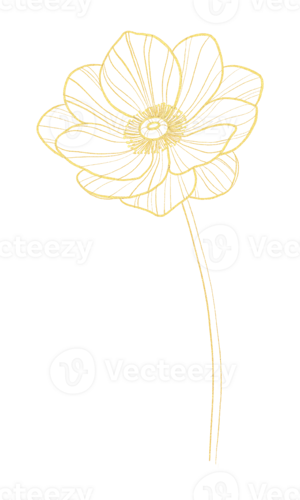 Gold outline illustration with poppy flower png