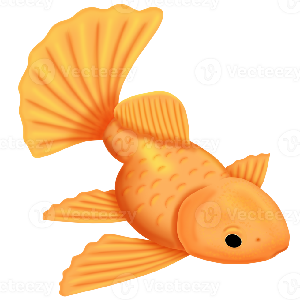 Element goldfish clipart png