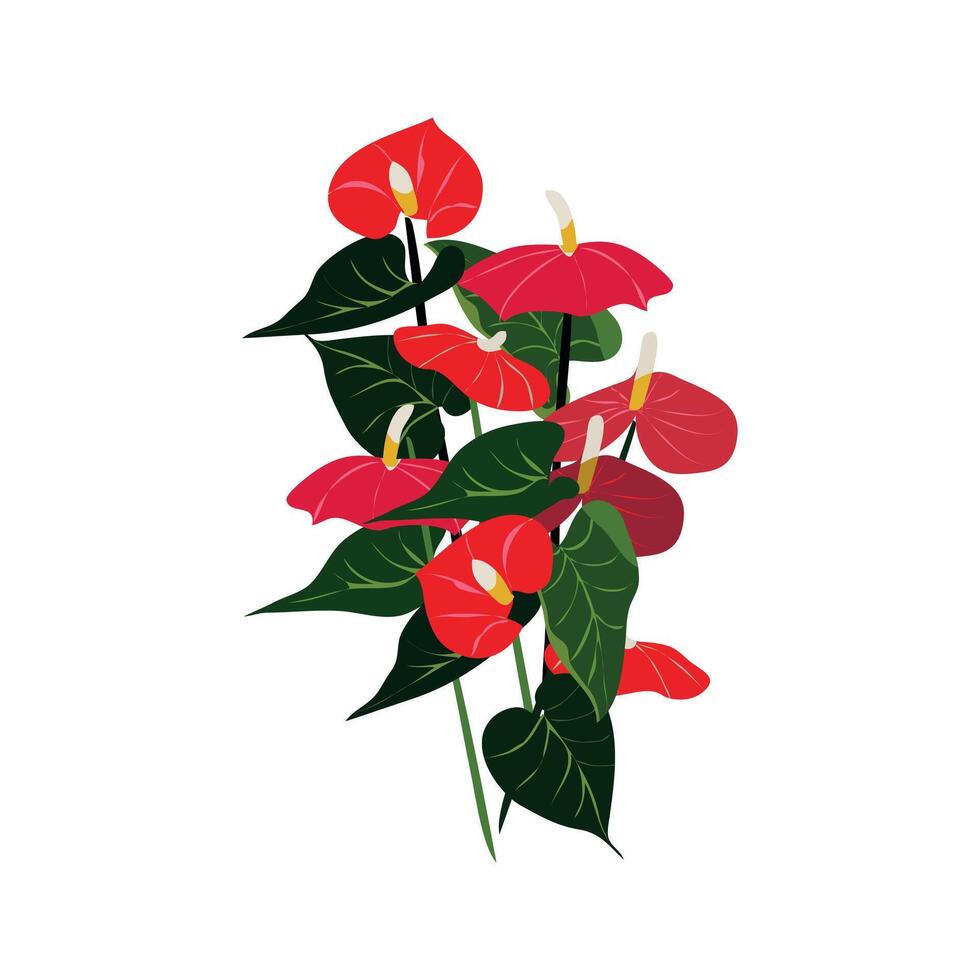 anturios flower which is translated as Laceleaf vector