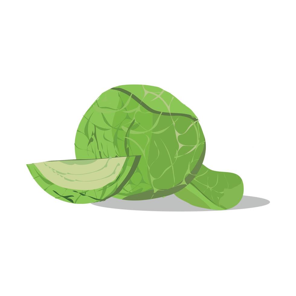 col rizada which translates as cabbage kale and Brassica clipart isolated on white background vector