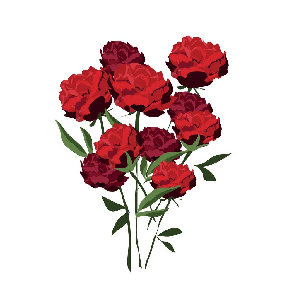 peonias flower in red color forming a bouquet vector