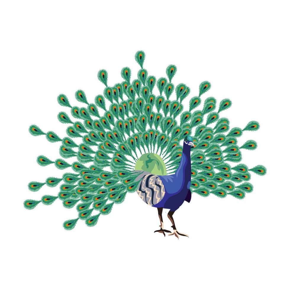 pavo real which translates as peacock or mor pankh clipart isolated on white background vector