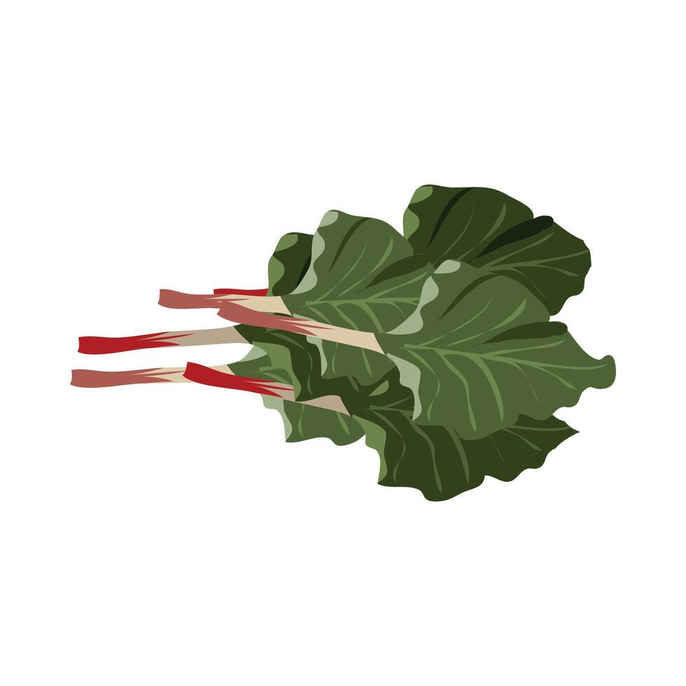 rubarb translated as Garden rhubarb vector