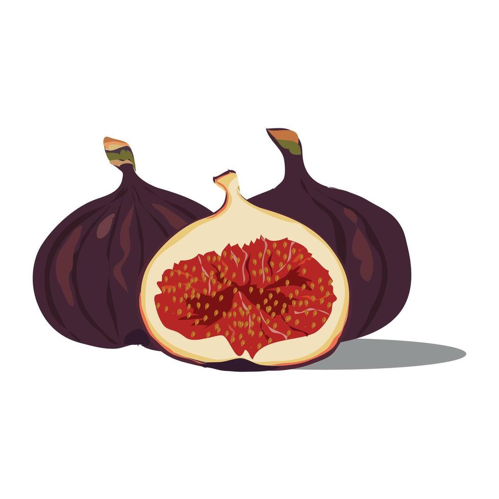 higo or anjeer pic translated as fig vector