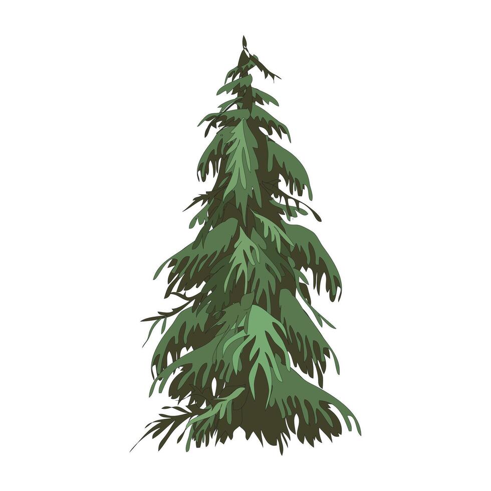 deodar tree which translates as Himalayan cedar Cedrus Deodara, Deodar isolated on white background vector