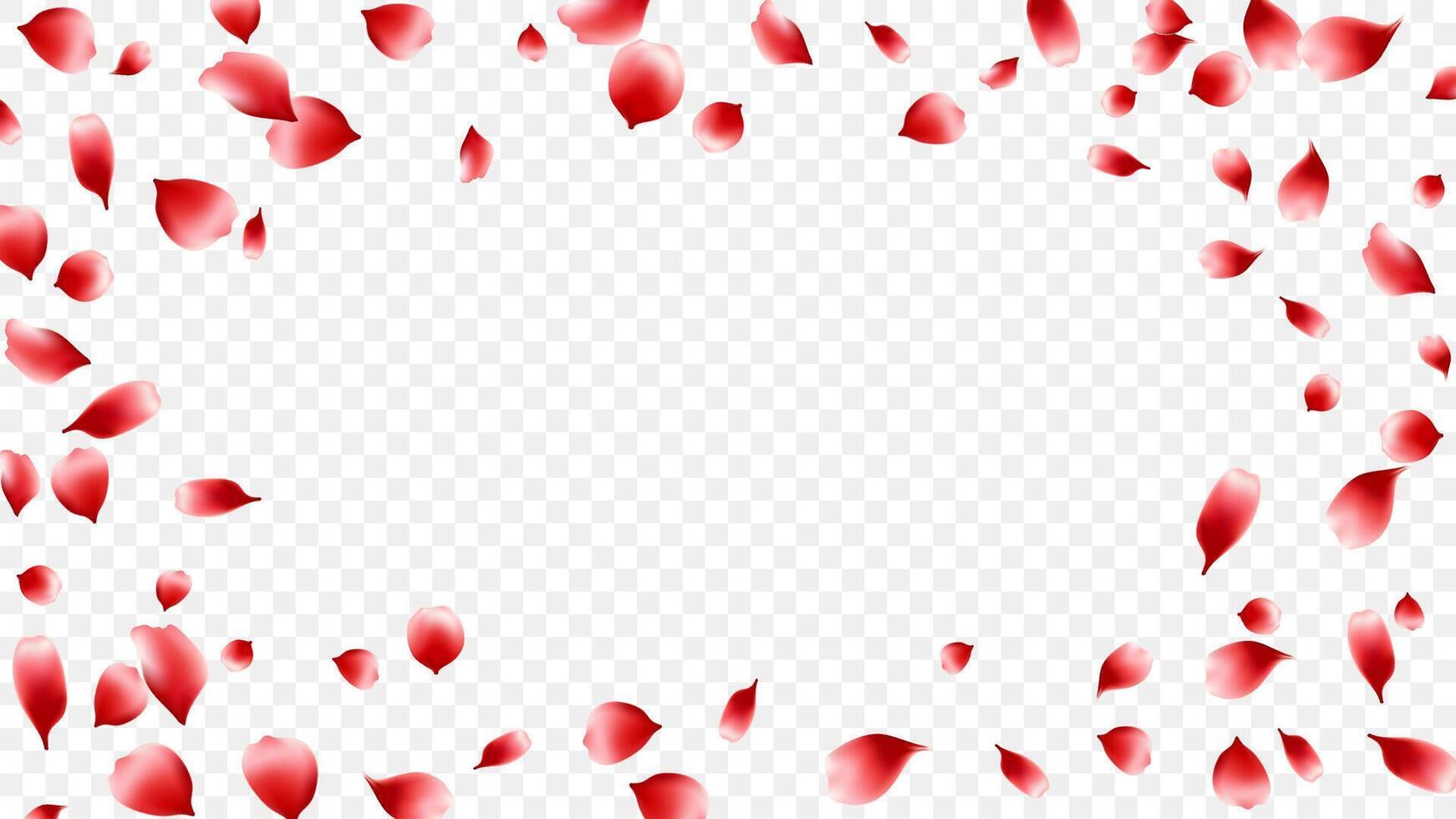 Frame rose petals or sakura realistic flying scattered. romantic background spring season vector