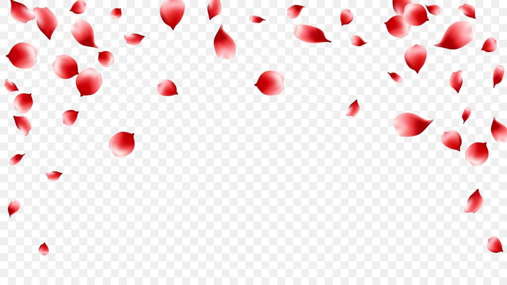 Banner border red rose petals falling isolated on background, Valentine Day vector
