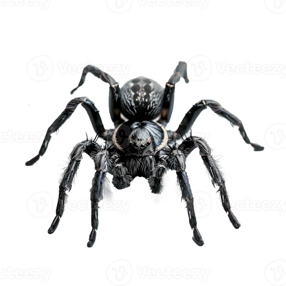 A insect mascot isolated on transparent background png