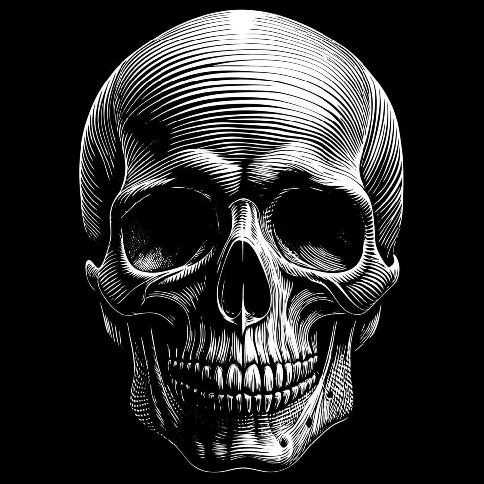 White stylish detailed human skull on black background vector