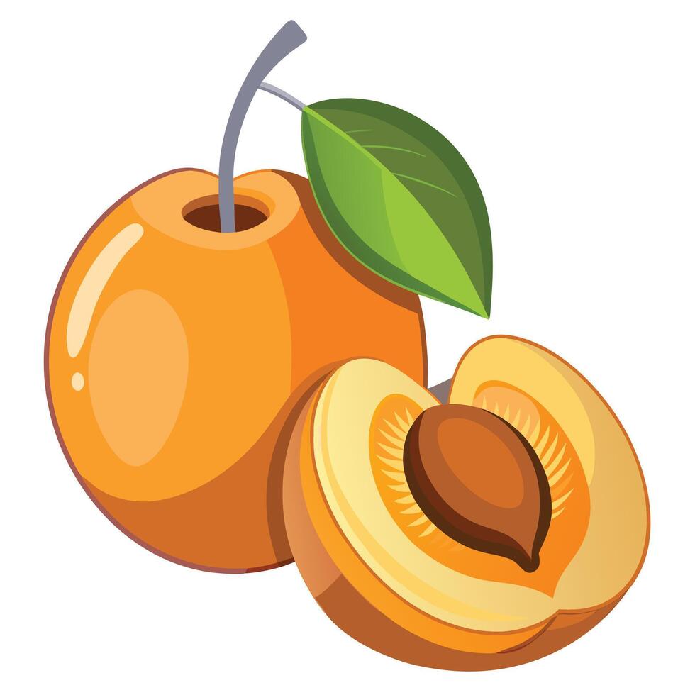 An orange and a half of an apricot vector