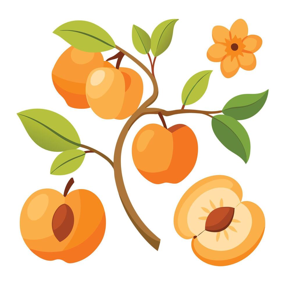 illustration of apricot tree with fruit and leaves vector