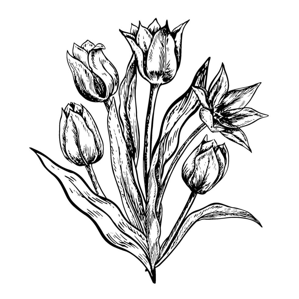 A bouquet of tulips. A black and white graphic illustration made by hand. A design element. Highlighted on a white background. For packages, labels and flyers, posters and banners. vector