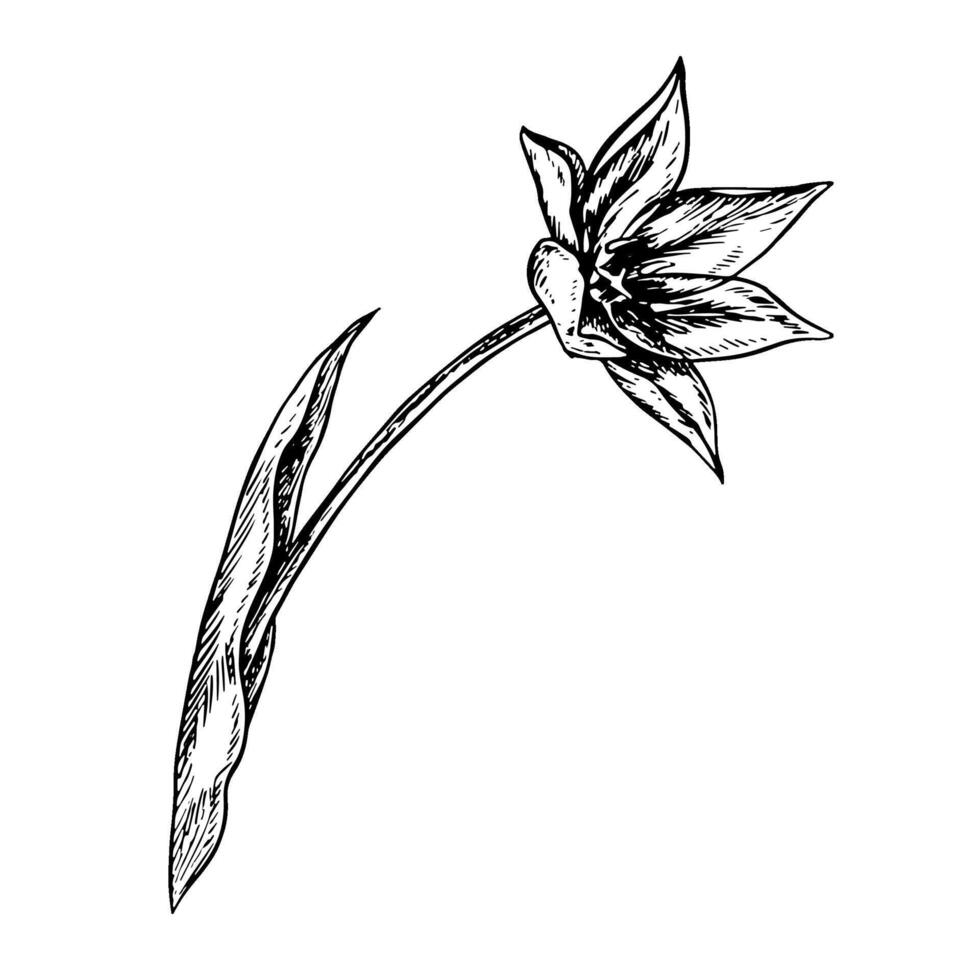 A blooming tulip flower. A black and white graphic illustration made by hand. A design element. Highlighted on a white background. For packages, labels and flyers, posters and banners. vector