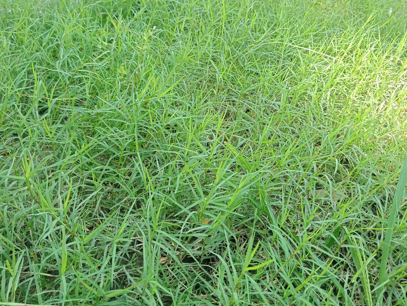 Green lawn texture under trees for a natural background in the garden. photo