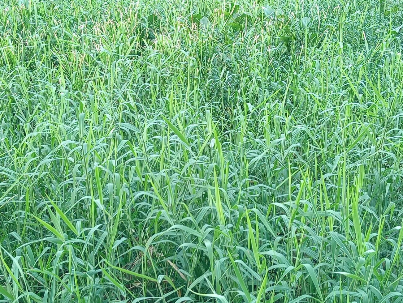 Green lawn texture under trees for a natural background in the garden. photo