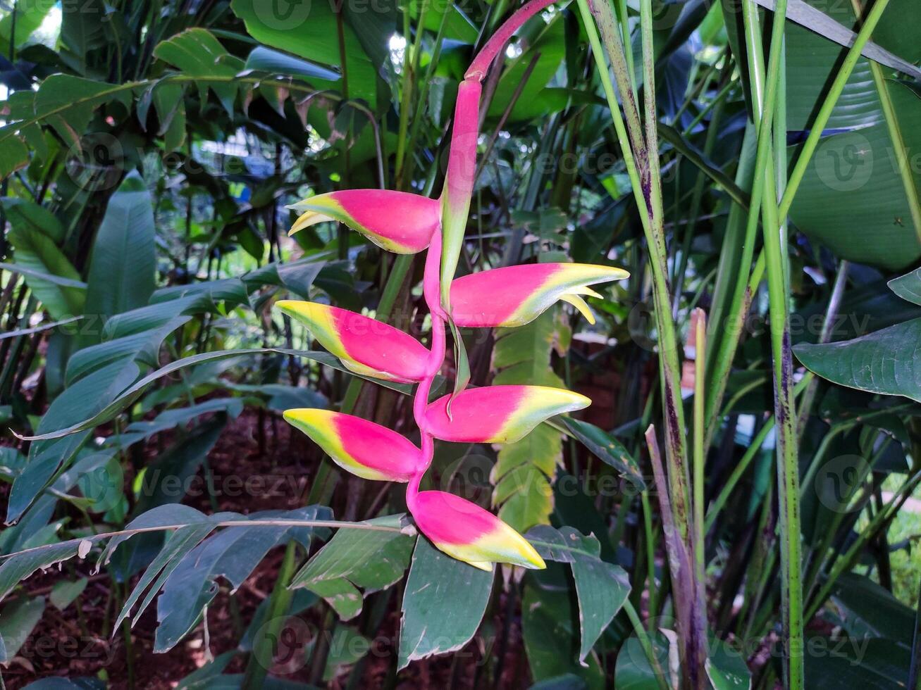 Heliconia rostrata, also known as the hanging lobster claw or false bird of paradise, is a herbaceous perennial. photo