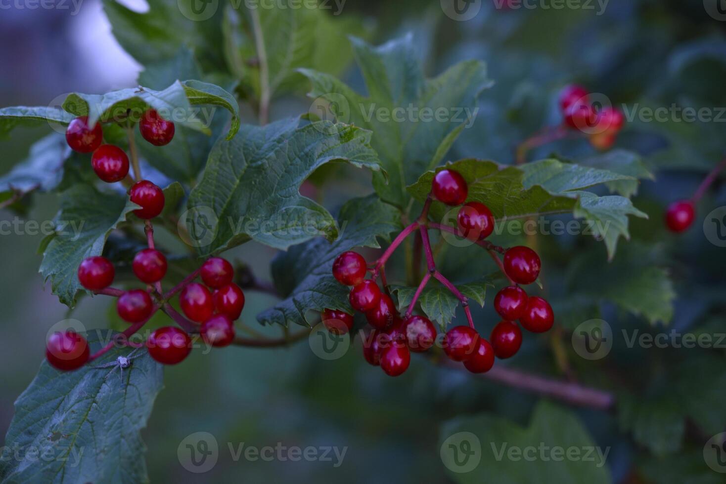 Red viburnum berries on a green bush. Viburnum opulus. Autumn berries on a bush. photo