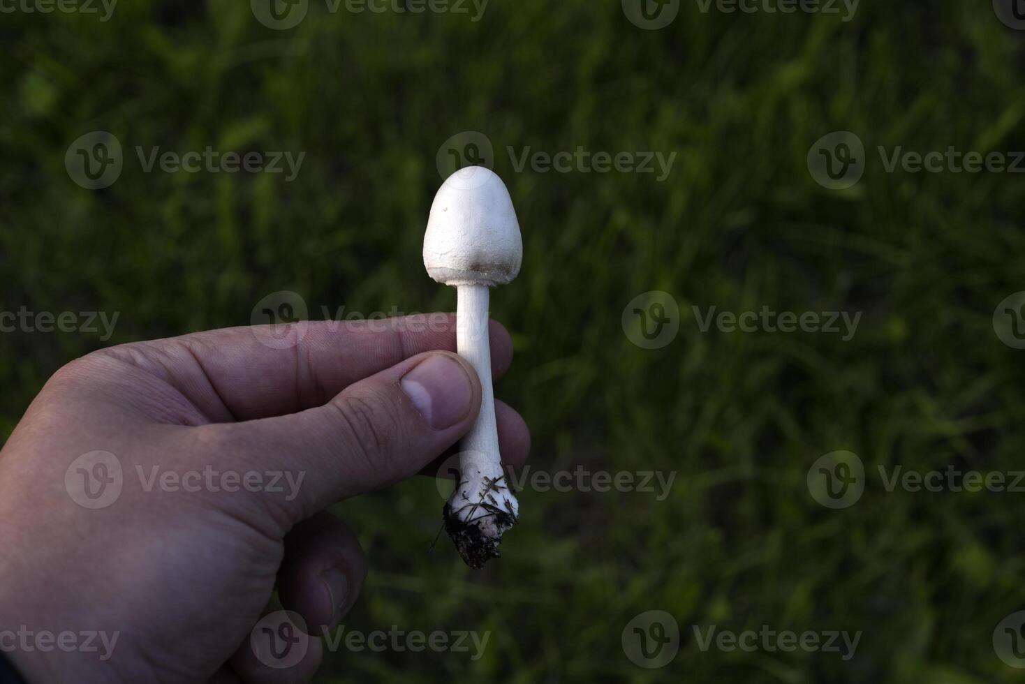 Poisonous mushrooms. Toadstool in hand in the garden. photo