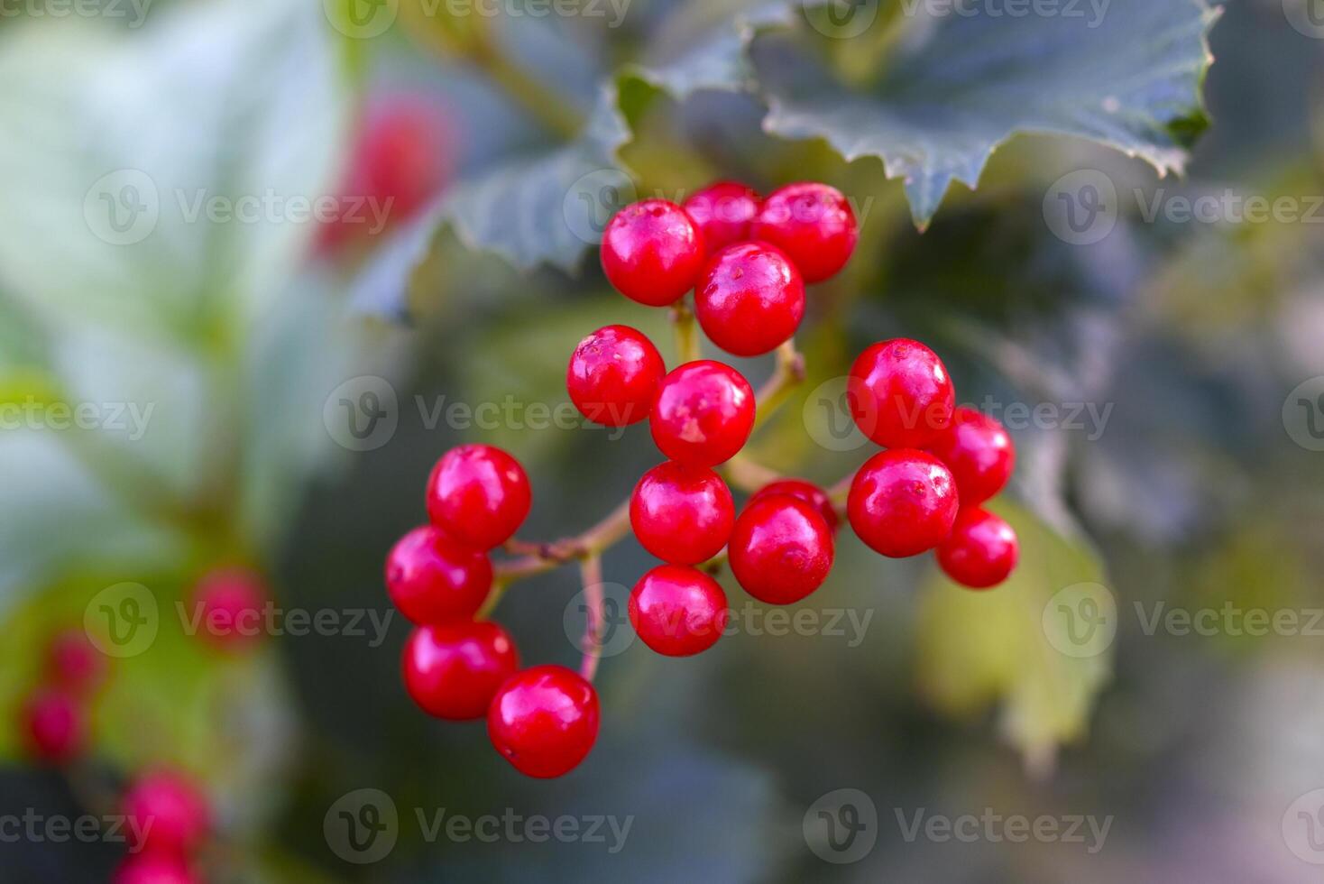 Red viburnum berries on a green bush. Viburnum opulus. Autumn berries on a bush. photo