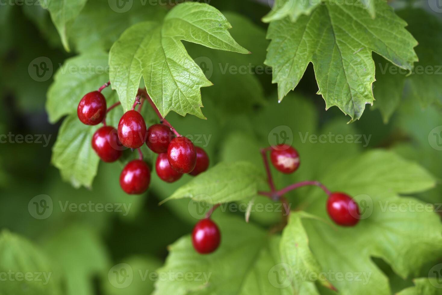 Red viburnum berries on a green bush. Viburnum opulus. Autumn berries on a bush. photo