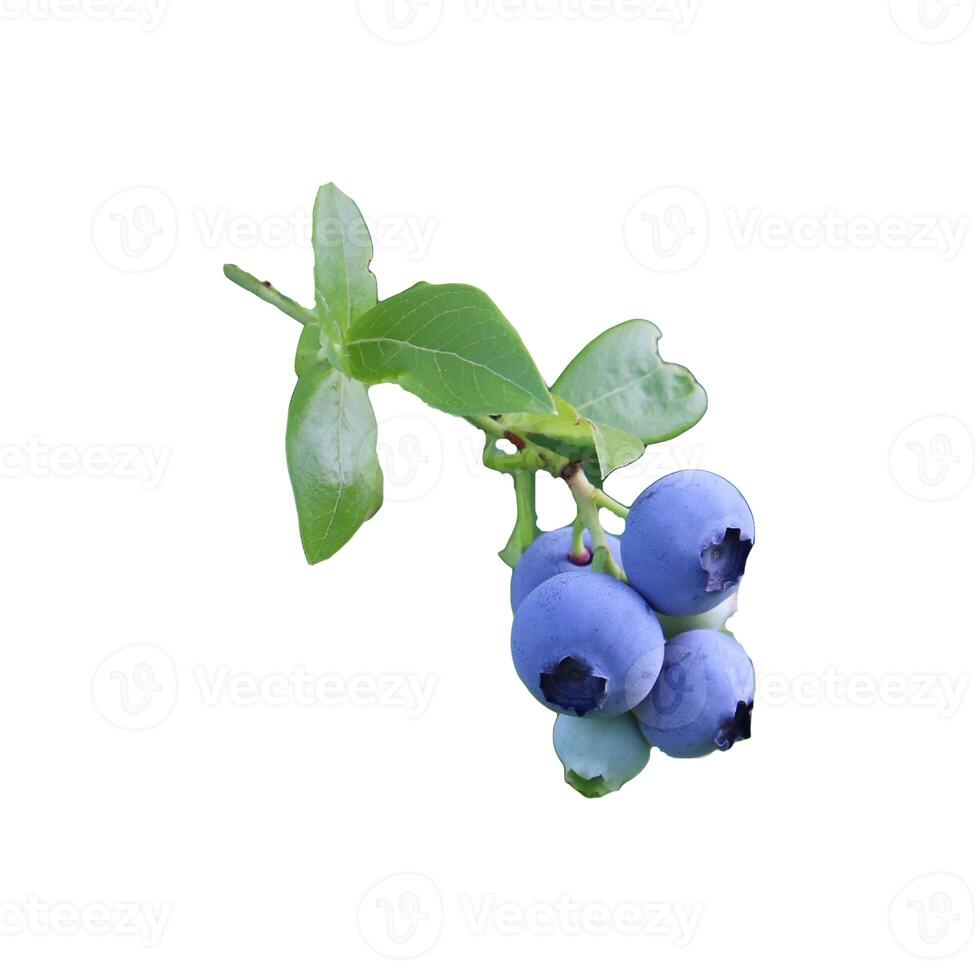Ripe blueberries on a branch with leaves - color photo on a white background, isolate for design.