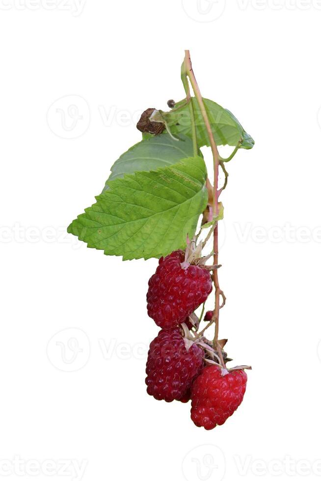 Ripe red raspberries on a branch with leaves - color photo on a white background, isolate for design.
