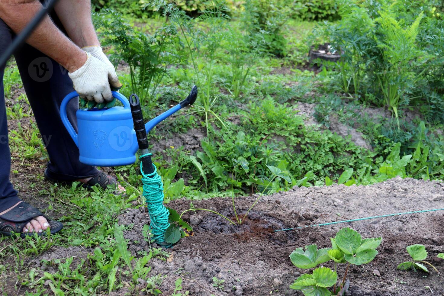 man holds a small watering can in both hands near a strawberry bush photo