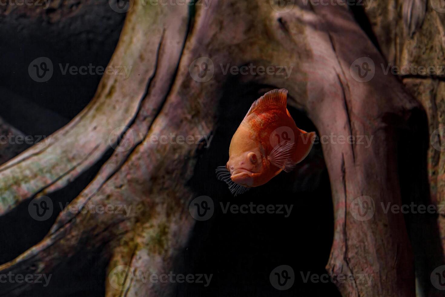 Underwater photography of Oscar fish photo