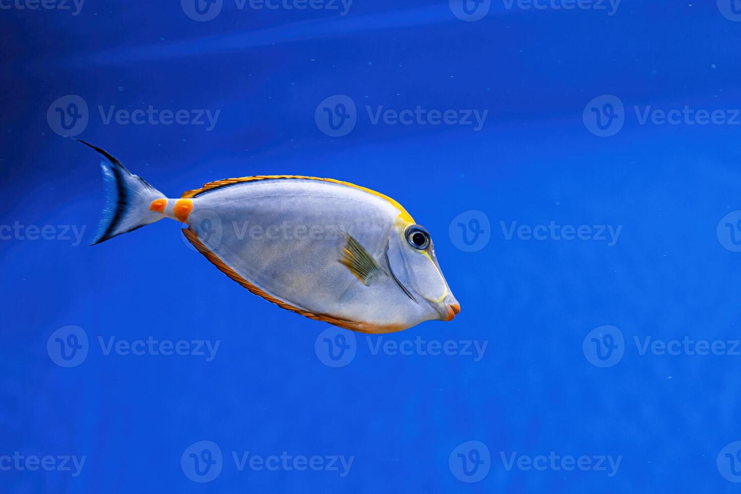 Underwater shot of fish Acanthurus mata photo