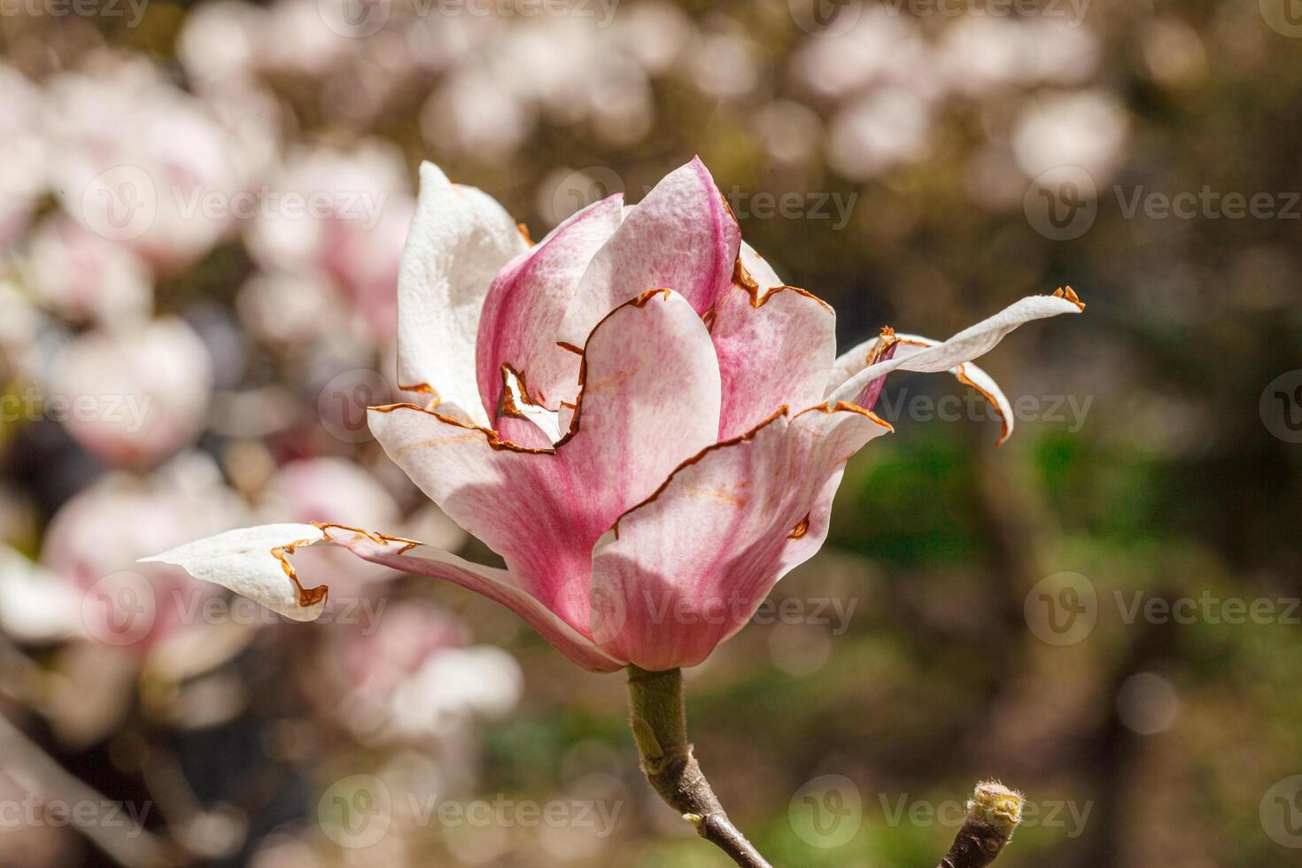 beautiful magnolia bloom against the blue sky photo