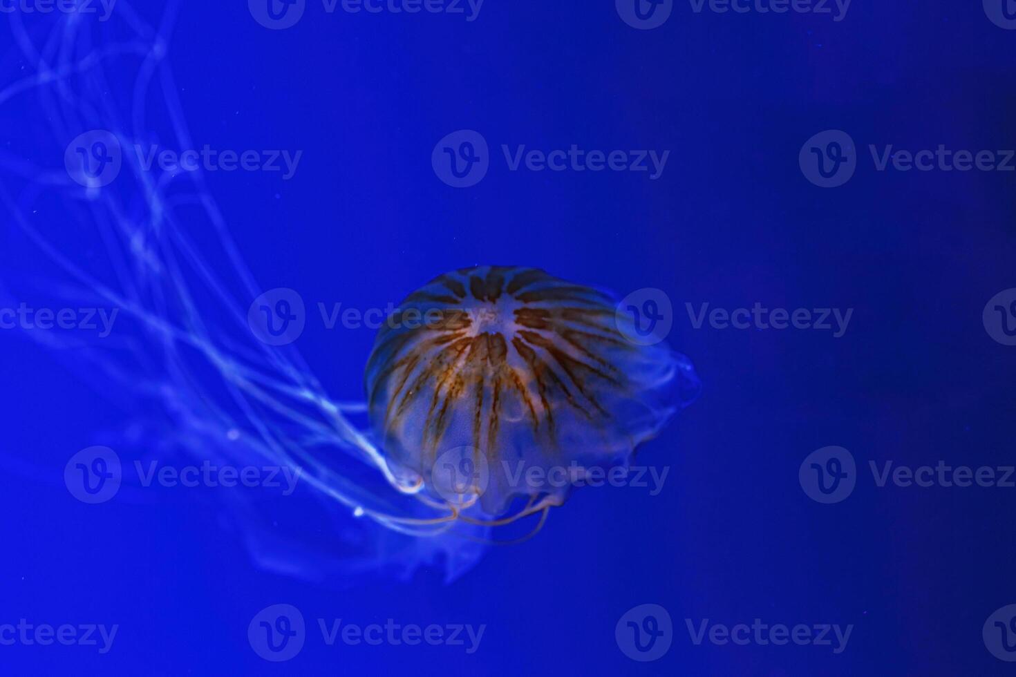 macro photography underwater northern sea nettle or brown jellyfish jellyfish photo