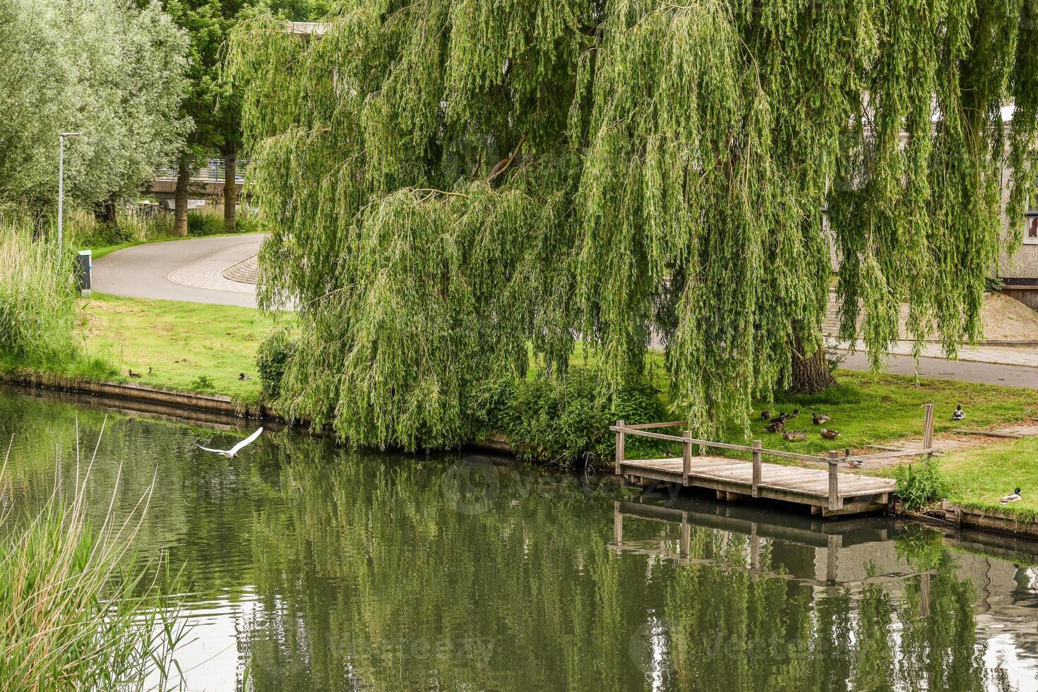 A pond with a bridge and a bird photo