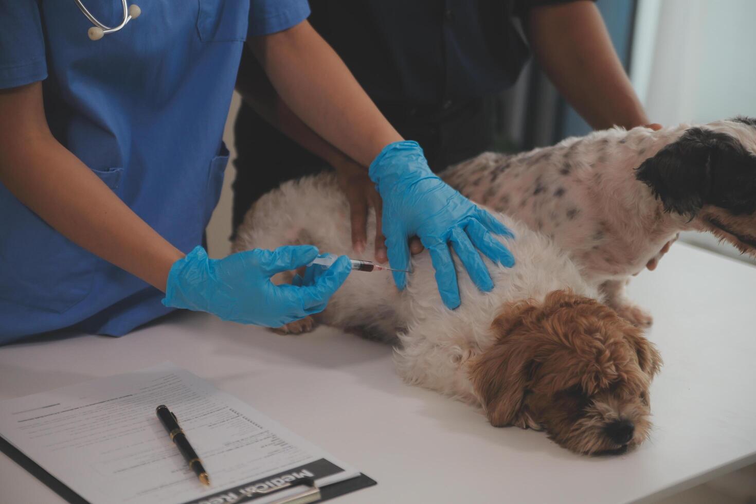 At a modern veterinary clinic a puppy sits on an examination table. Meanwhile, a female veterinarian assesses the health of photo