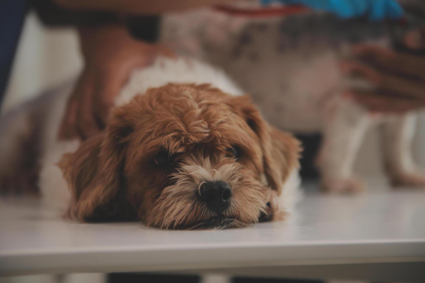 At a modern veterinary clinic a puppy sits on an examination table. Meanwhile, a female veterinarian assesses the health of photo