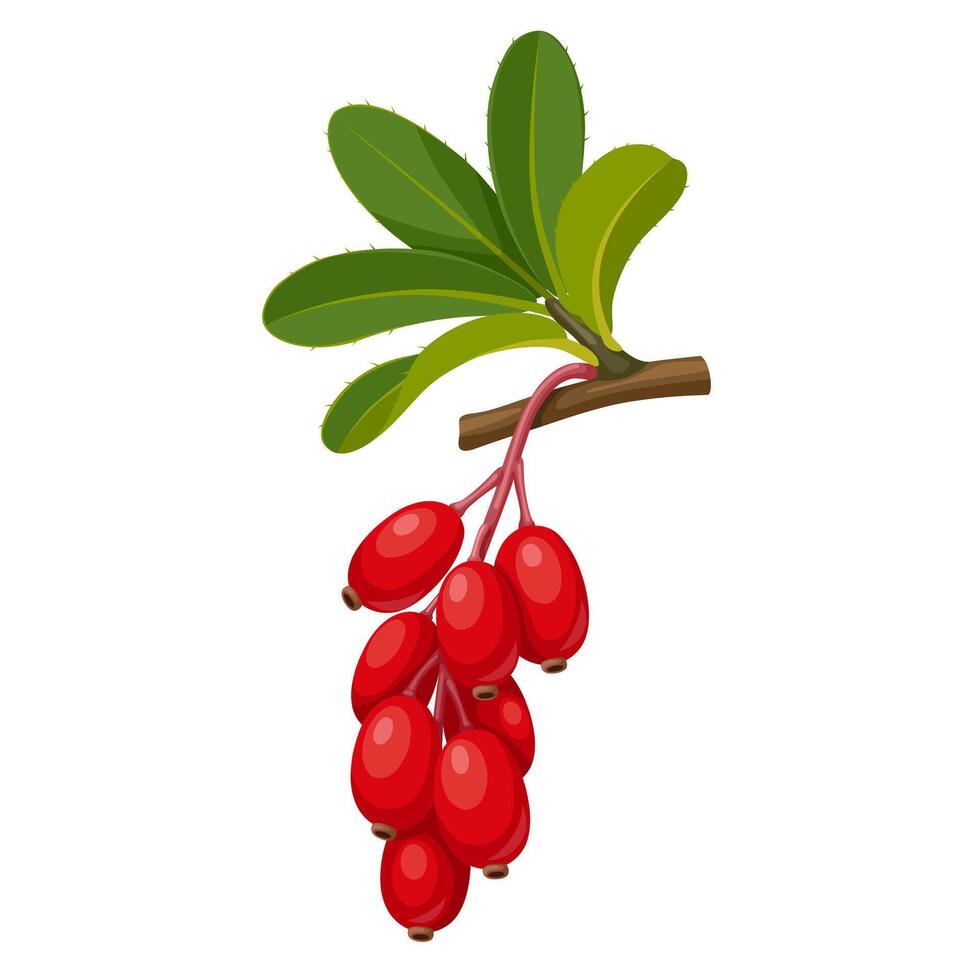 Illustration of Berberis aristata, also known as Indian barberry, Mara manjal, chutro, sumba, or tree turmeric, isolated on white background. vector