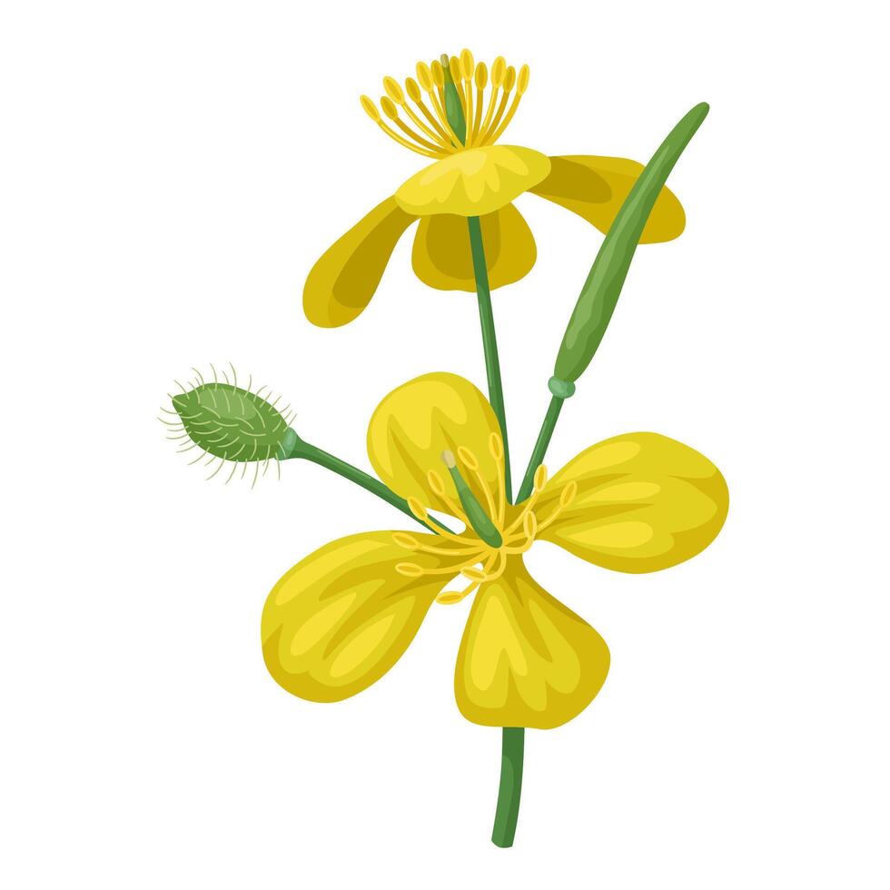Illustration of greater celandine flower, scientific name Chelidonium majus, isolated on white background. vector