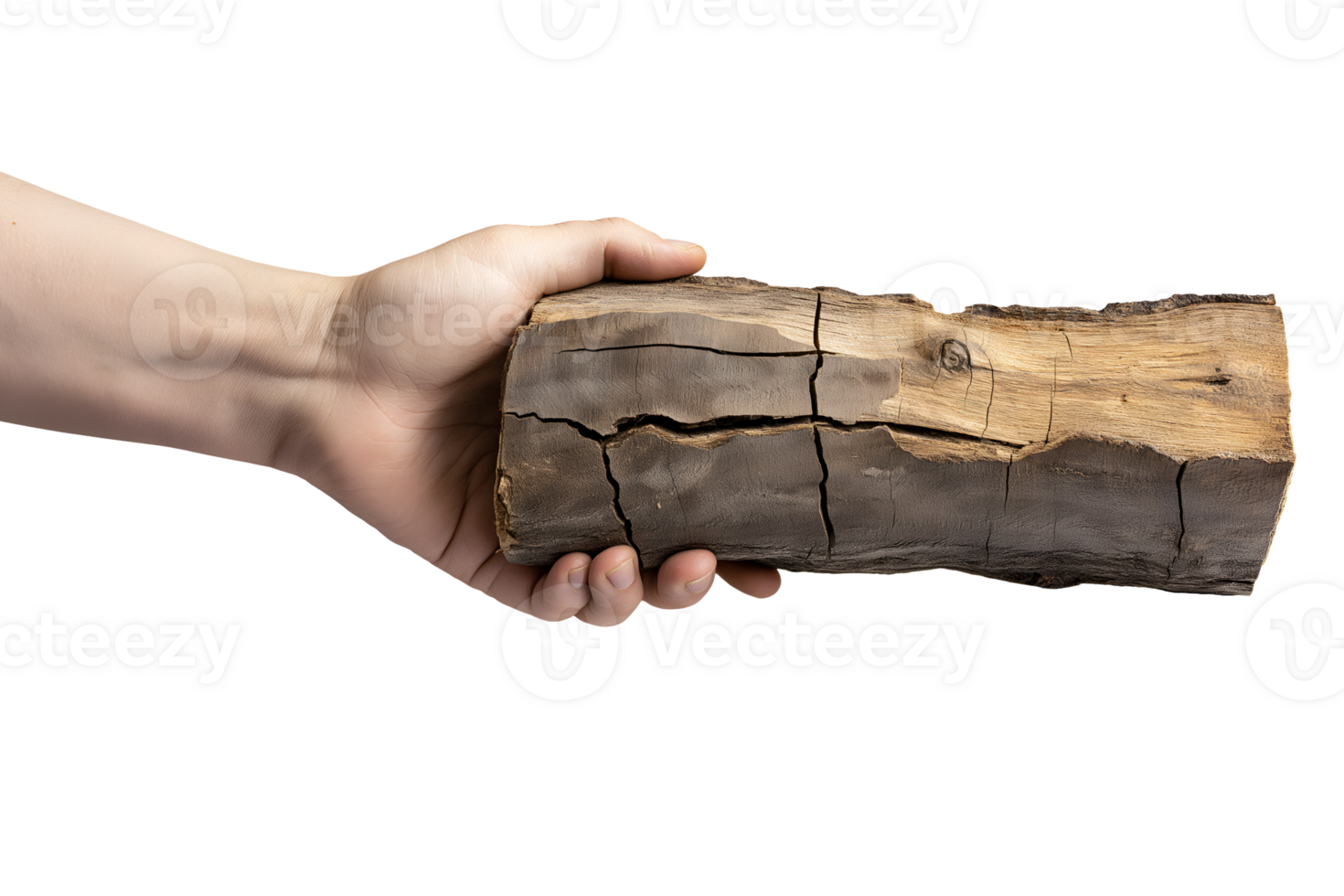 photo of a hand holding a cracked bark log with visible wood grain and natural texture on isolated background depicting raw and rugged outdoor elements ideal for woodwork firewood collection rustic cr png