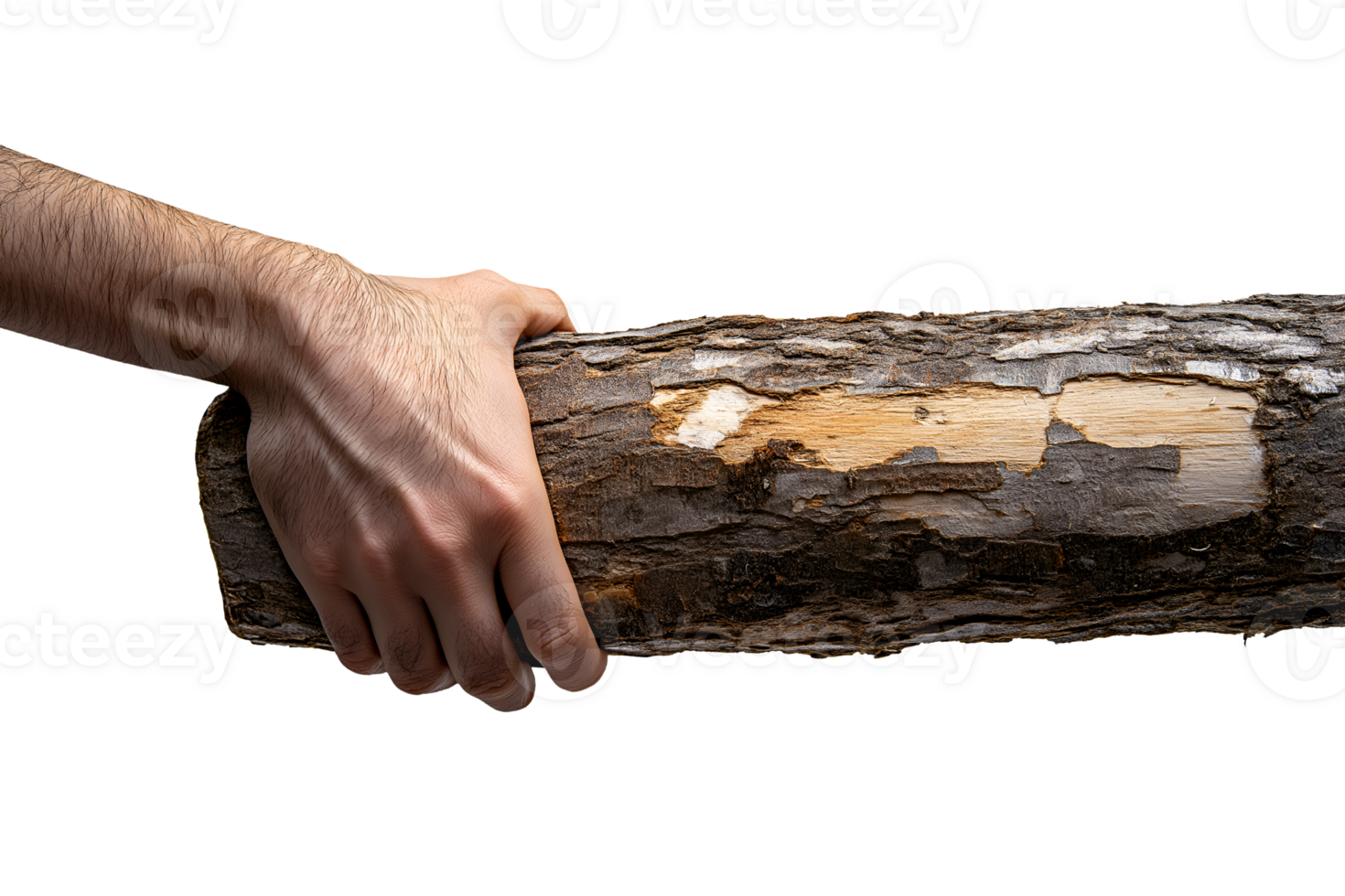 close-up photo of a hand gripping a coarse log with partially peeled bark texture on isolated background, illustrating strength, survival, endurance, and connection with nature png