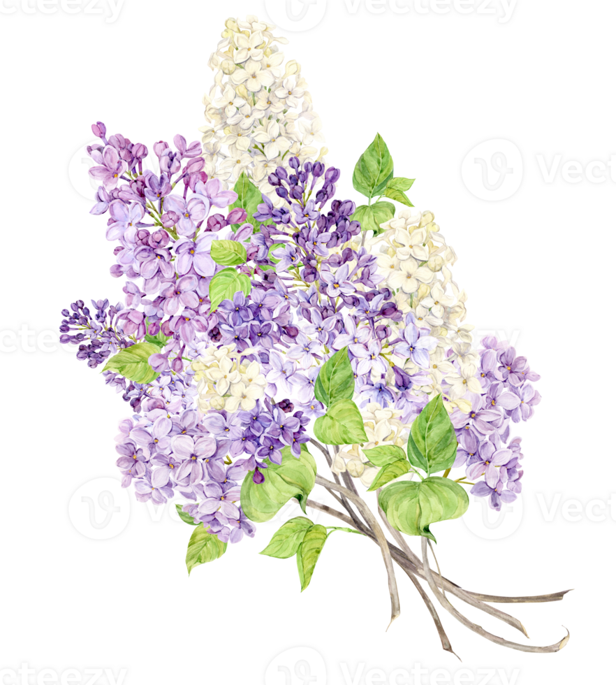 Bouquet of lilac. Violet, white and lilac spring watercolor flowers. Illustration for greeting cards with the image of Mother's Day, Women's Day, wedding in Provence style. png