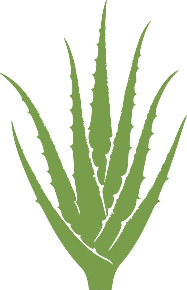 Aloe Plant High Res Illustrations vector