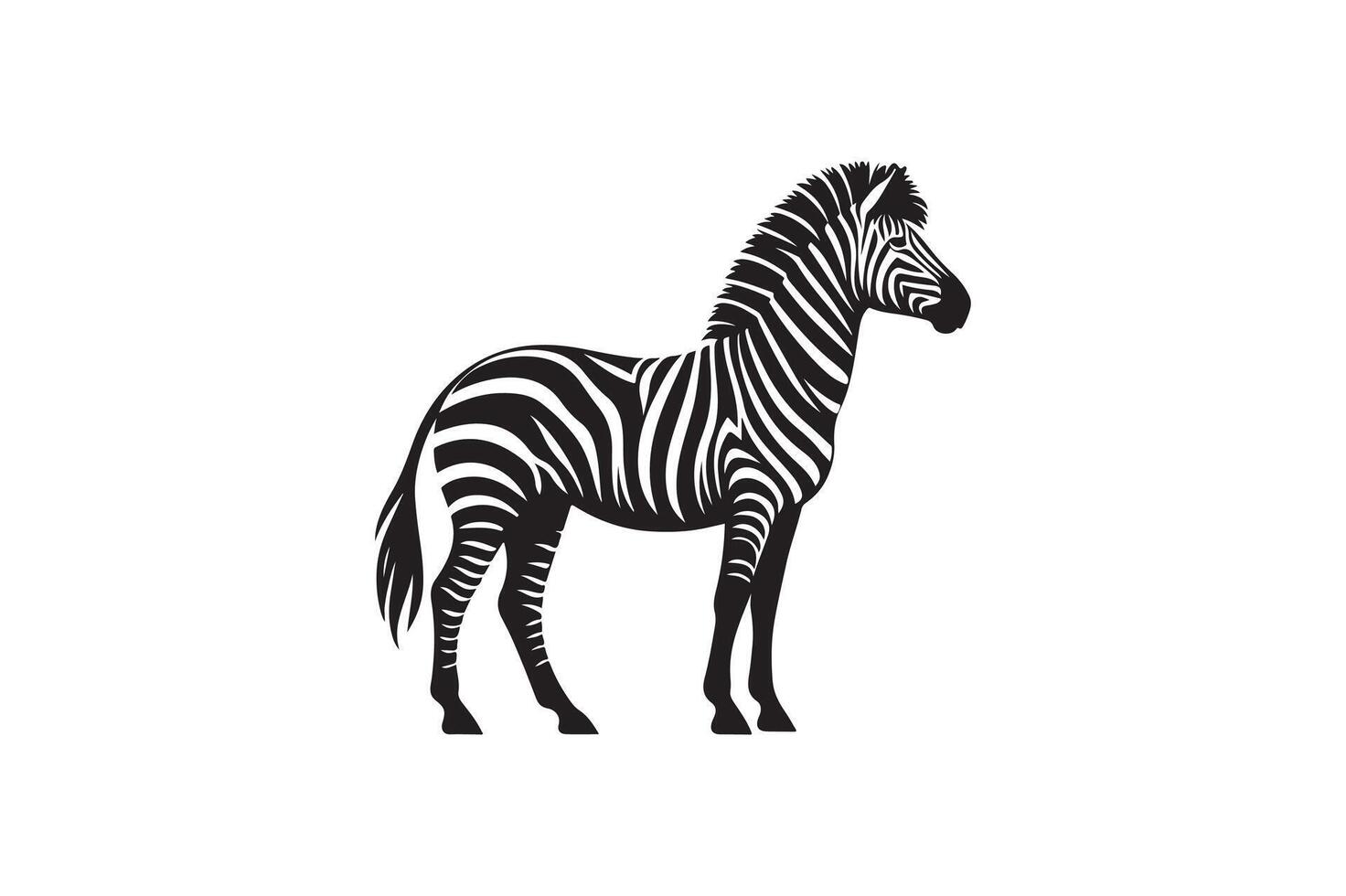 a zebra is standing in front of a white background vector