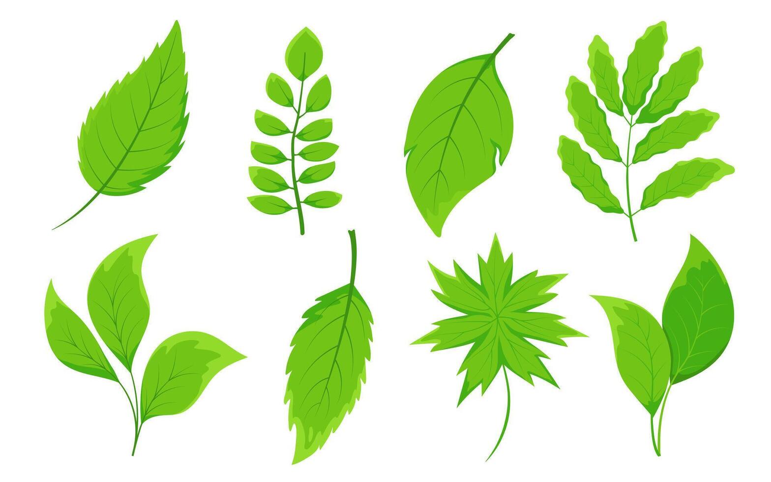 Set of different types of green leaves. Flat leaves with unique shapes and vein patterns. Icons for nature-themed designs and eco-friendly projects. vector